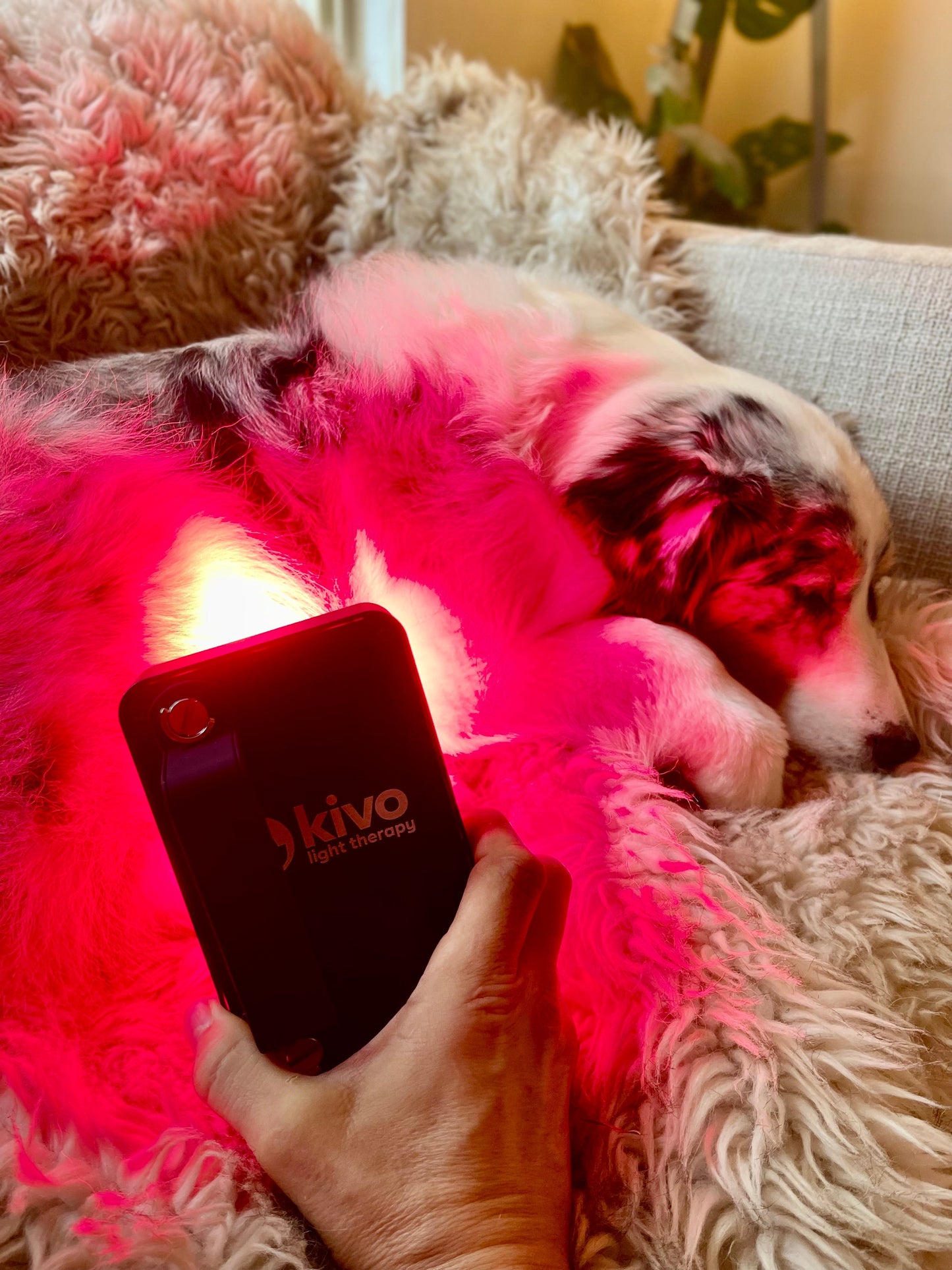 Kivo Elite MINI