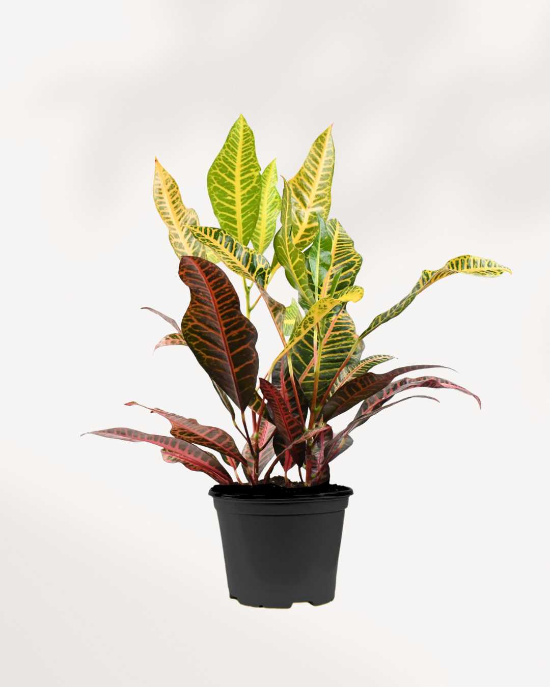 Croton Petra