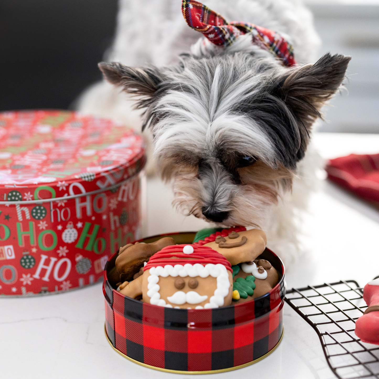 Wufers 12-Day Advent for Dogs | Giftable Santa's Silly Crew Cookie Box (12pk)
