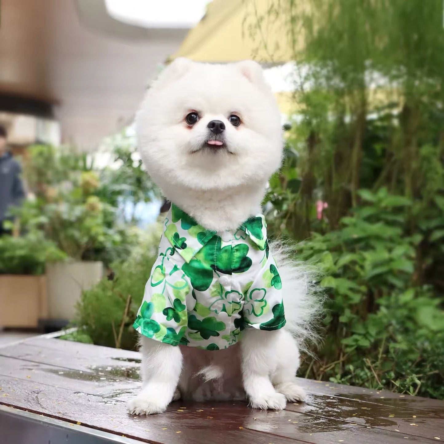 Saint Patrick’s Day Dog Shirt – Festive Holiday Pet Tee