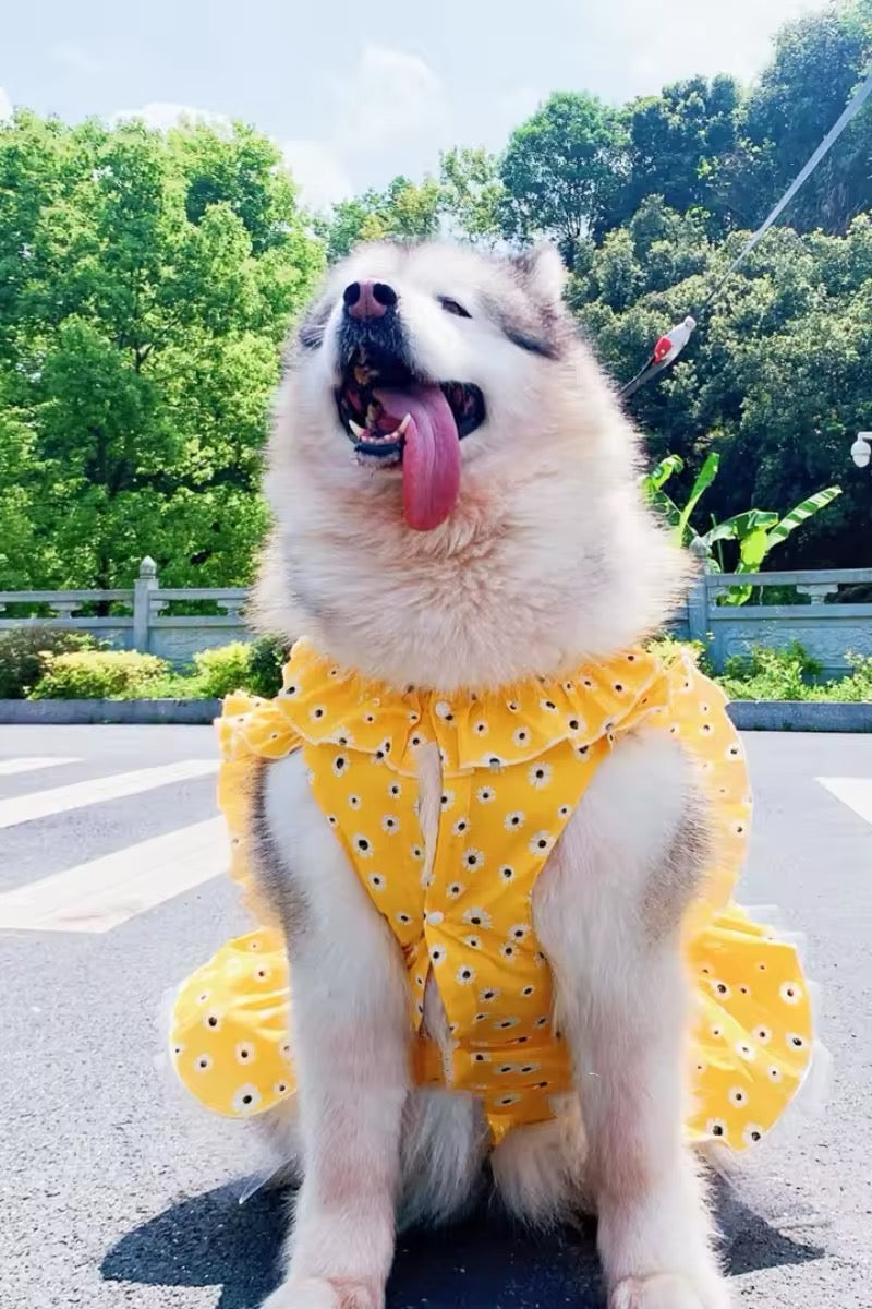 Daisy Spring Dress – Floral Luxury Dog Dress for Large Breeds