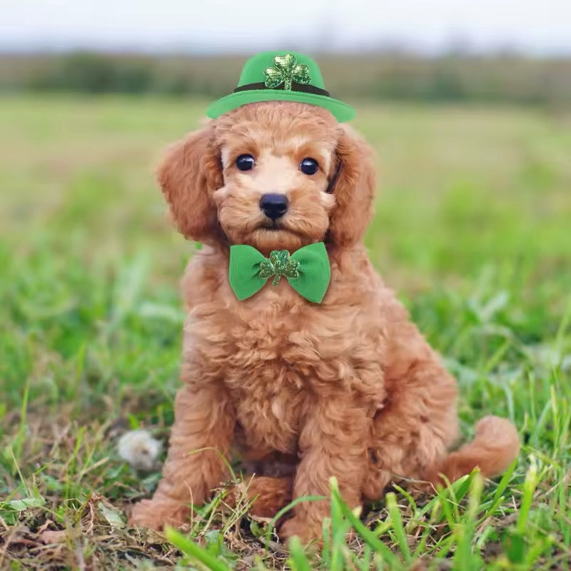 Saint Patrick’s Day Set – Festive Luxury Dog Accessory Set