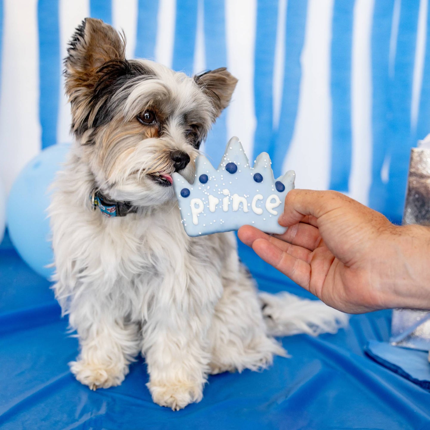 Wufers Birthday Boy Dog Cookie Box