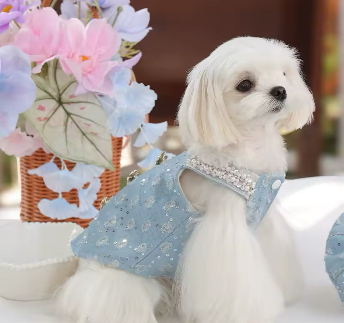 Cindirella Dress & Hat Set – Luxury Fantasy Dog Outfit