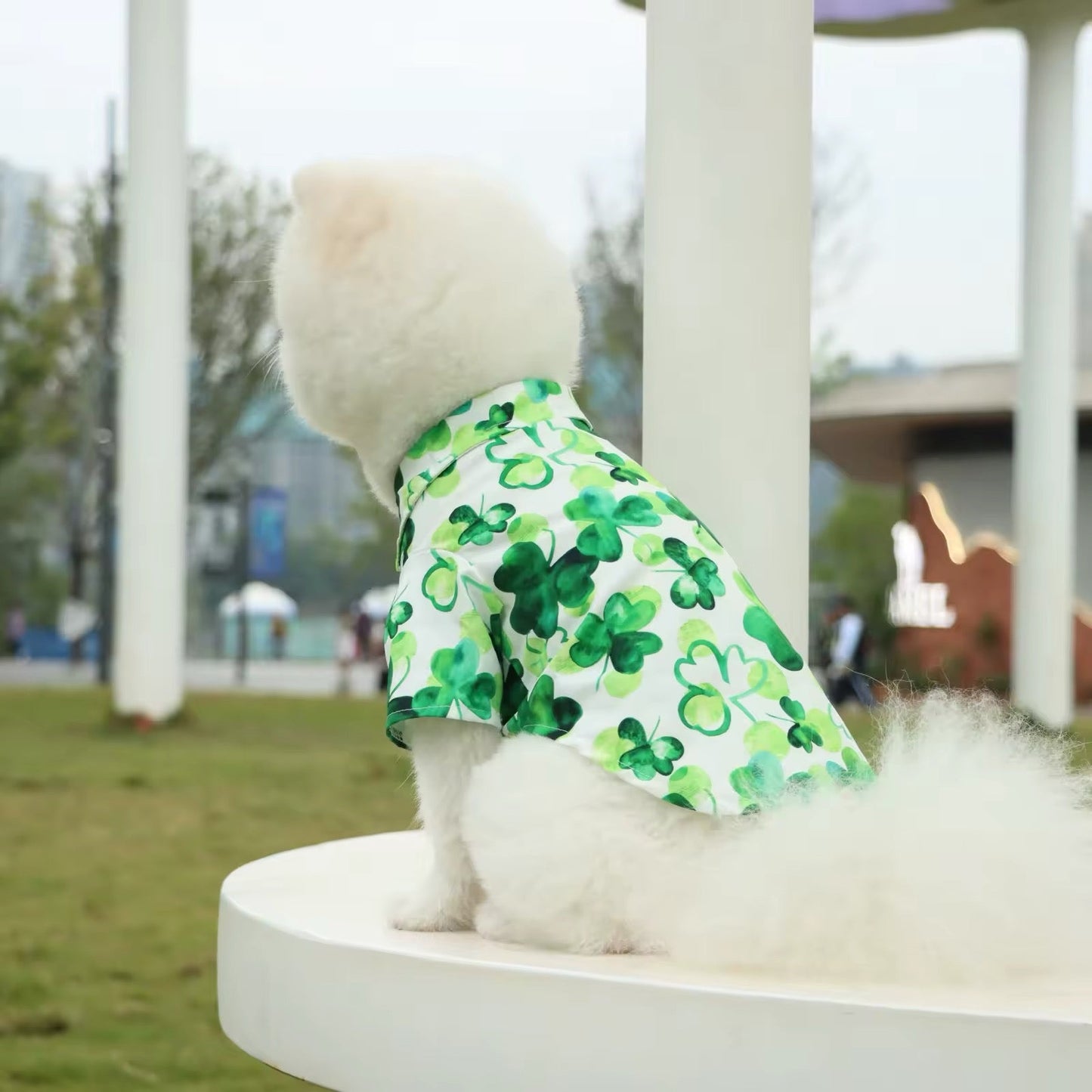 Saint Patrick’s Day Dog Shirt – Festive Holiday Pet Tee