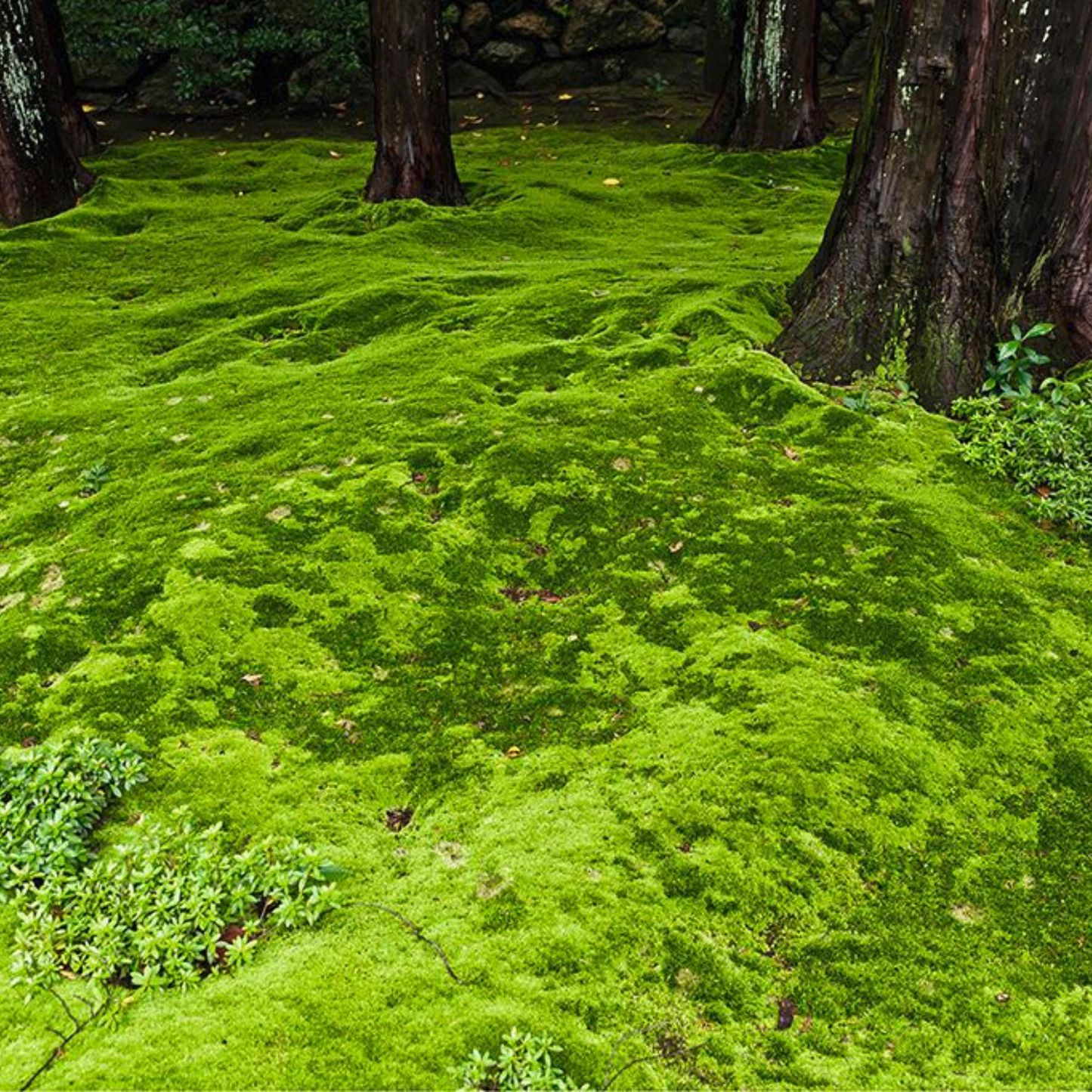 Native Boreal Mix Growable Moss for the Sun