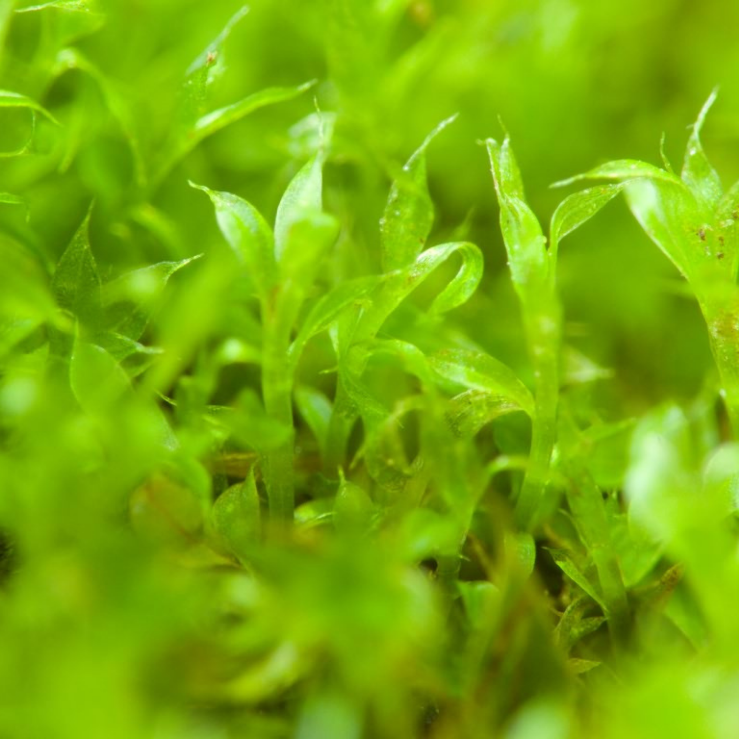 Native Boreal Mix Growable Moss for the Sun