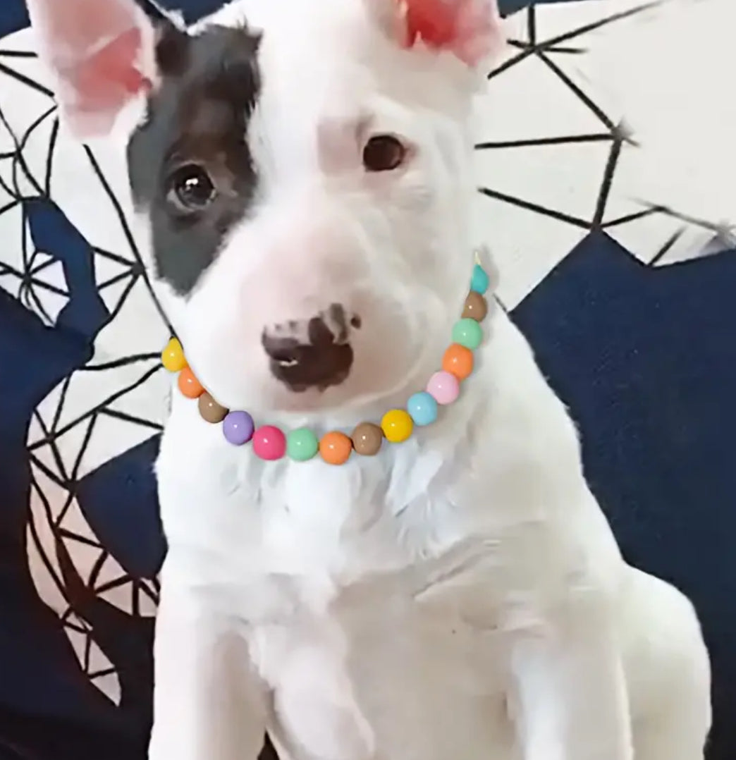 Ashley Dog Collar | Beaded Dog Collar