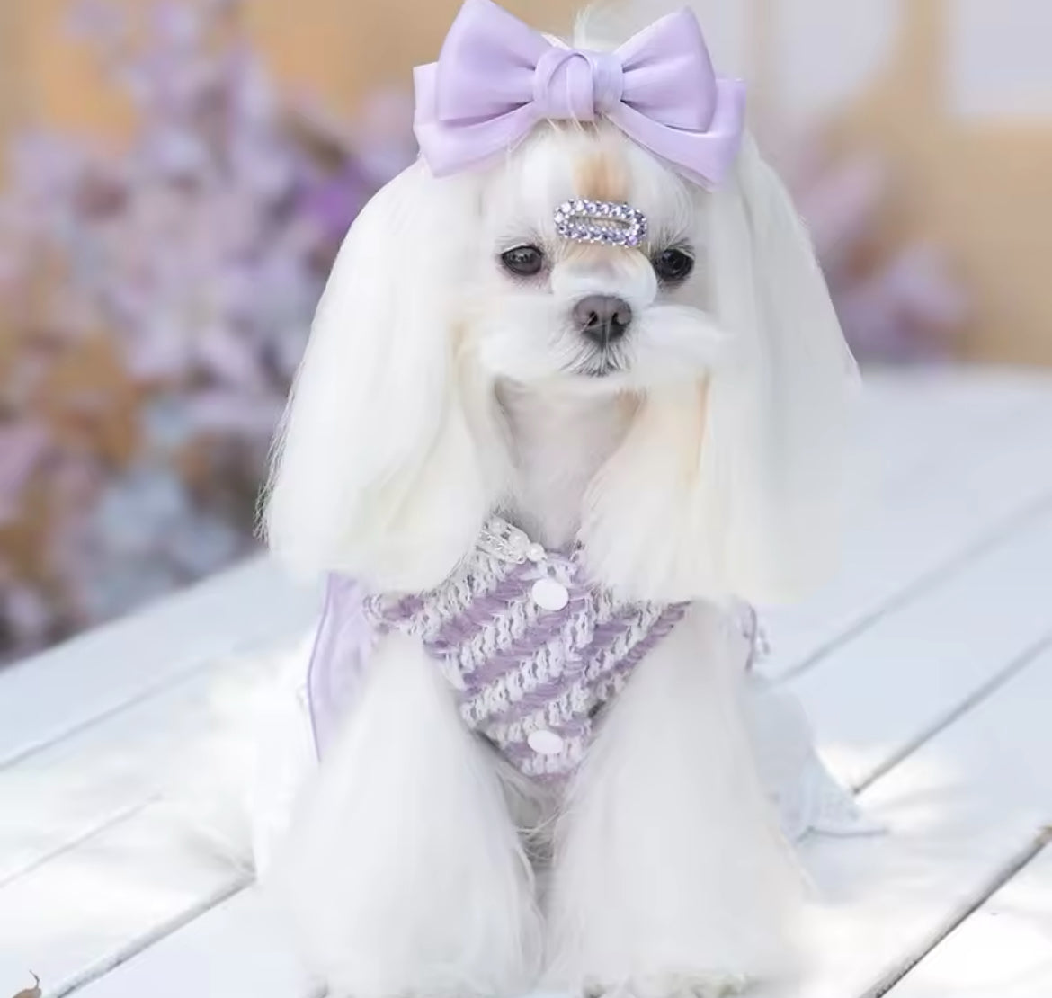 Lavender Dream Dress – Luxury Dog Dress