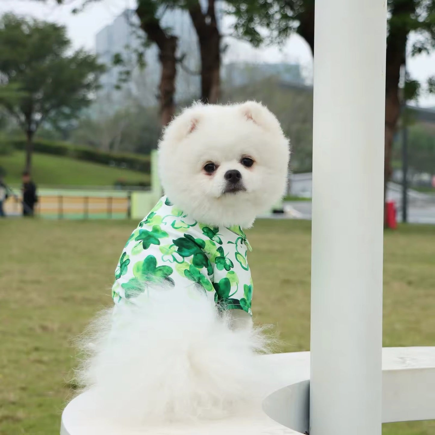 Saint Patrick’s Day Dog Shirt – Festive Holiday Pet Tee