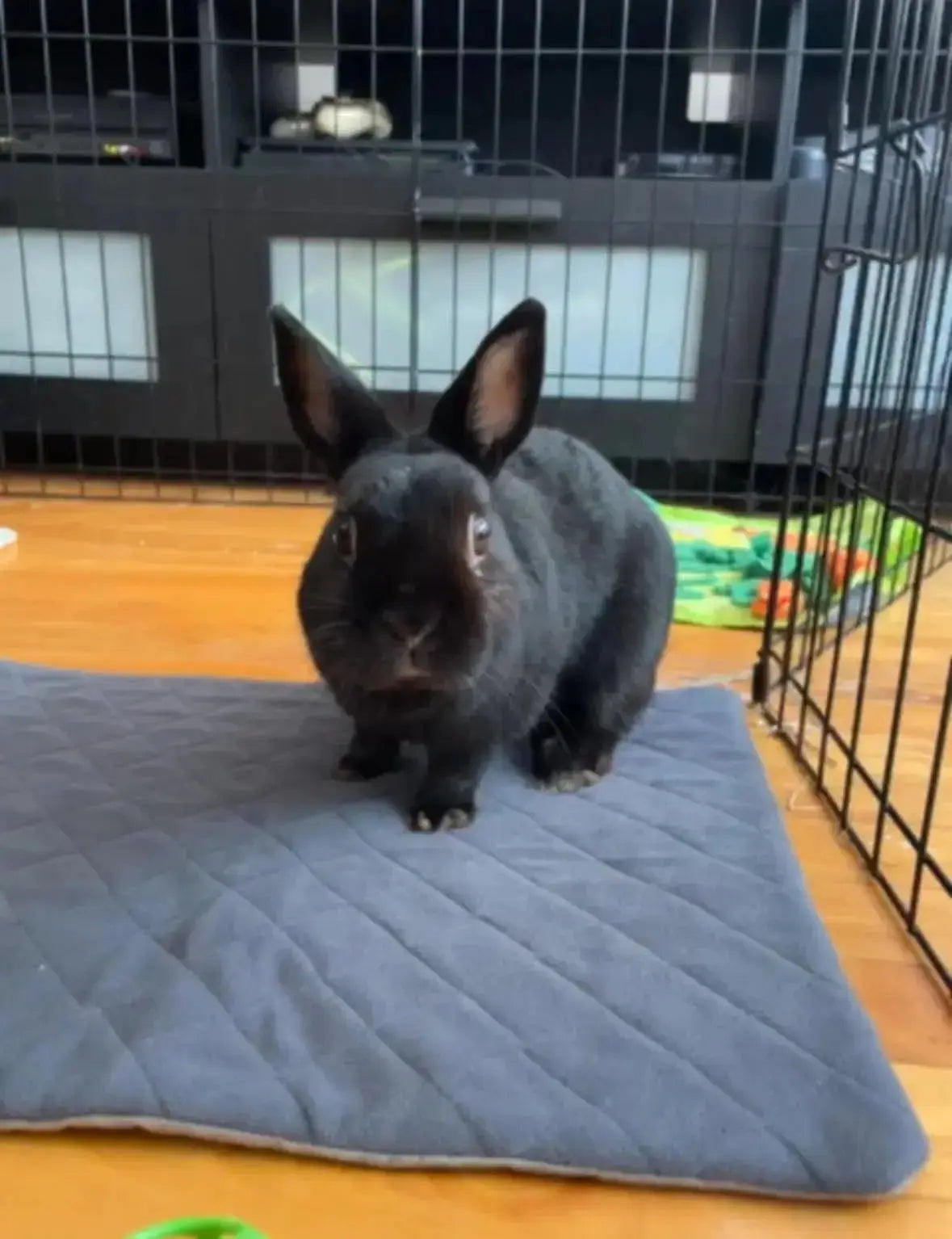 Rabbit & Guinea Pig Cage Liners for MidWest & C&C 2x4 Cages - Washable & Absorbent- Gray