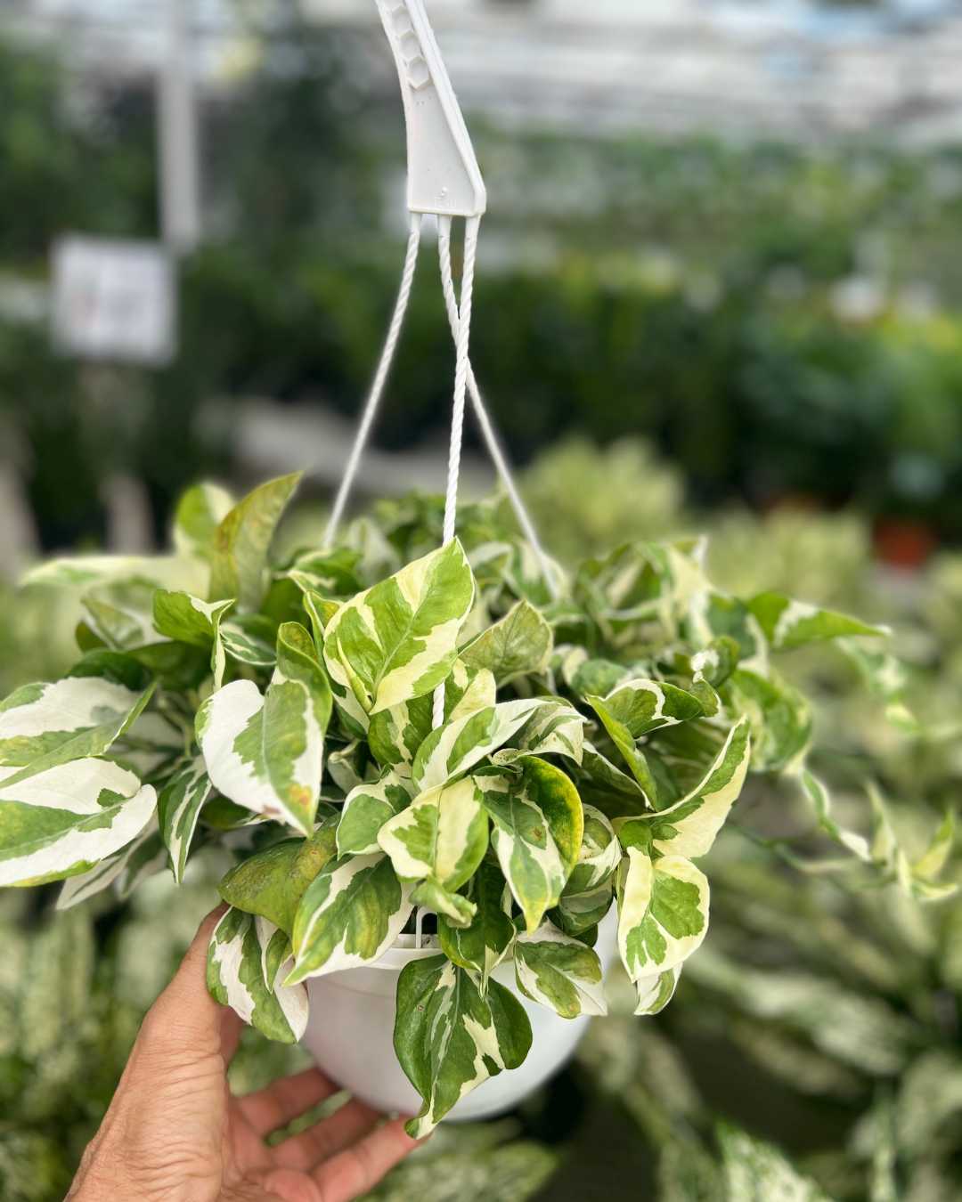 Pothos N’Joy