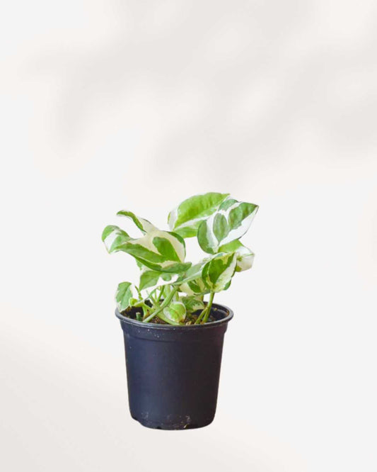Pothos N’Joy
