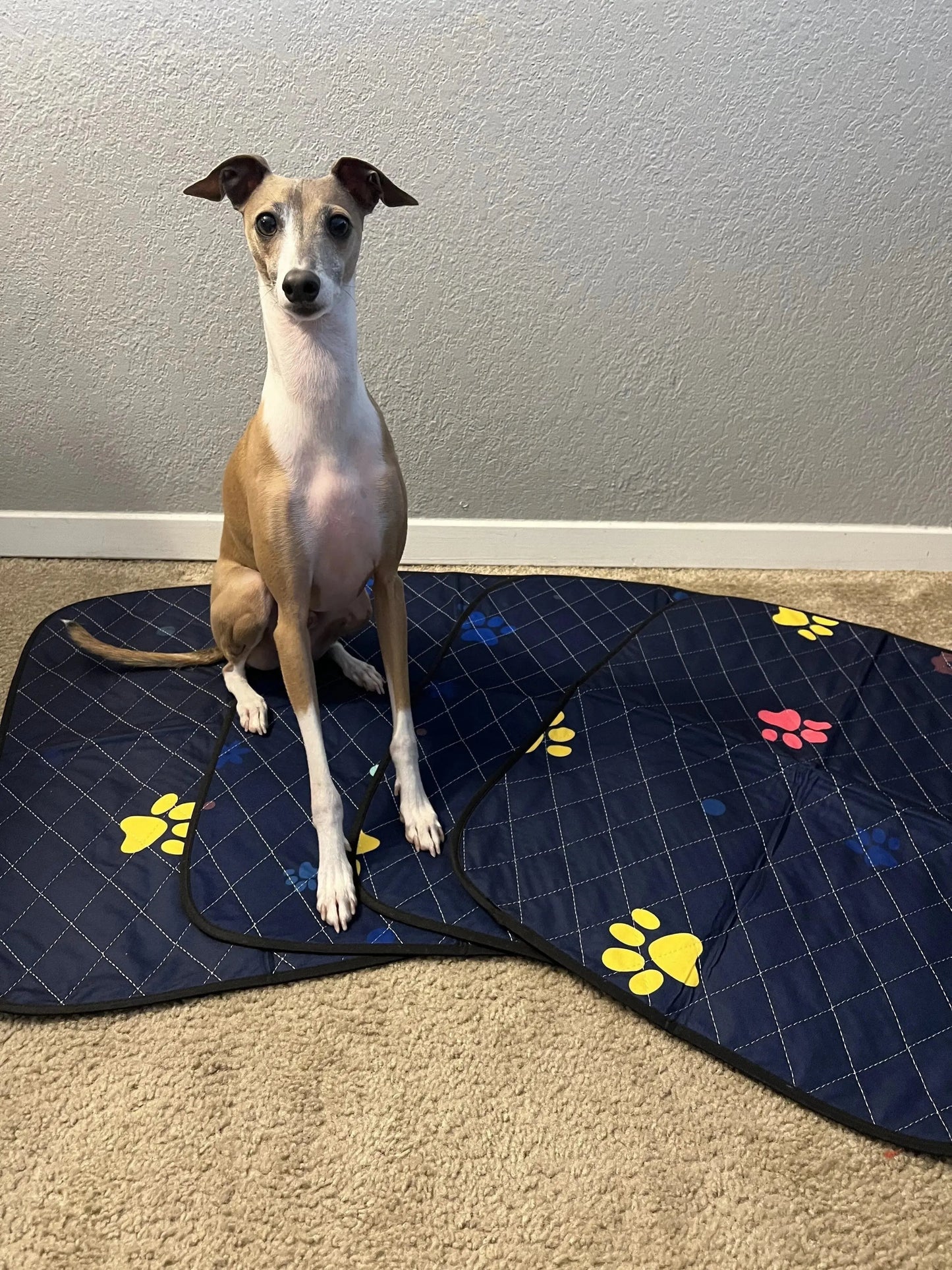 Washable Dog Pee Pads - Super Absorbent & Leakproof Puppy Pads