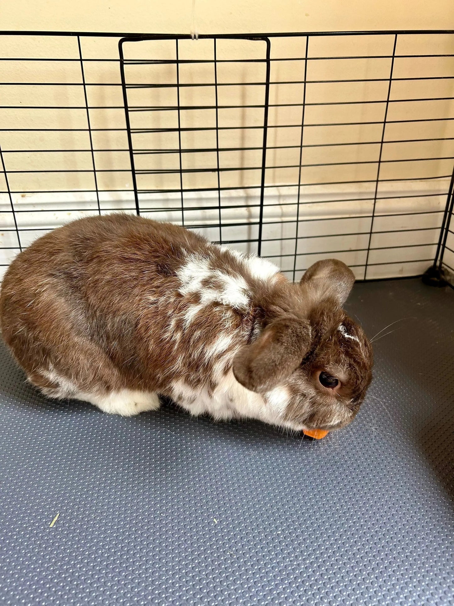 Rabbit Cage Lining – Durable-Waterproof- 18"x79"