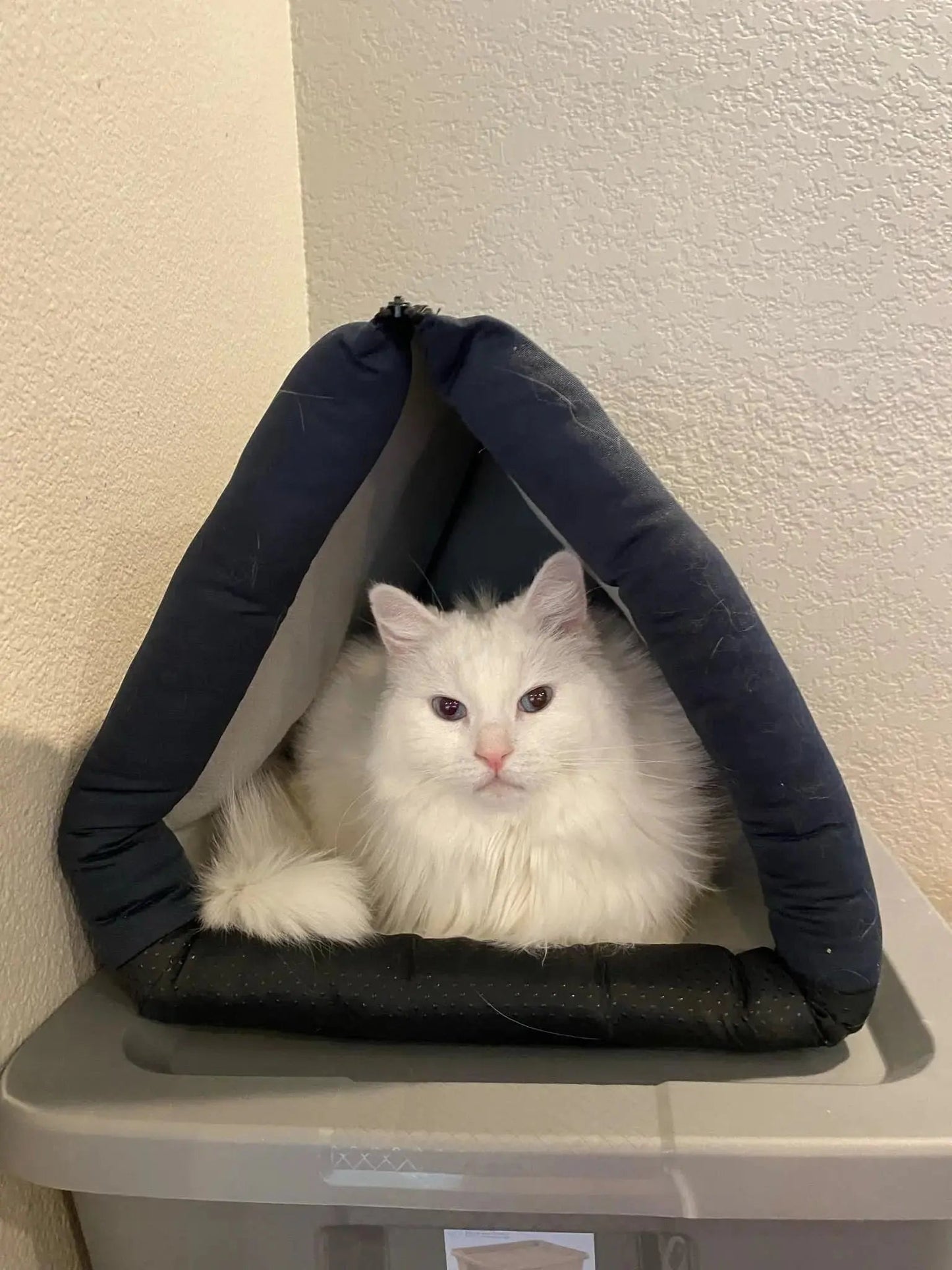 The "No-Trap" Convertible Rabbit Bed & Tunnel