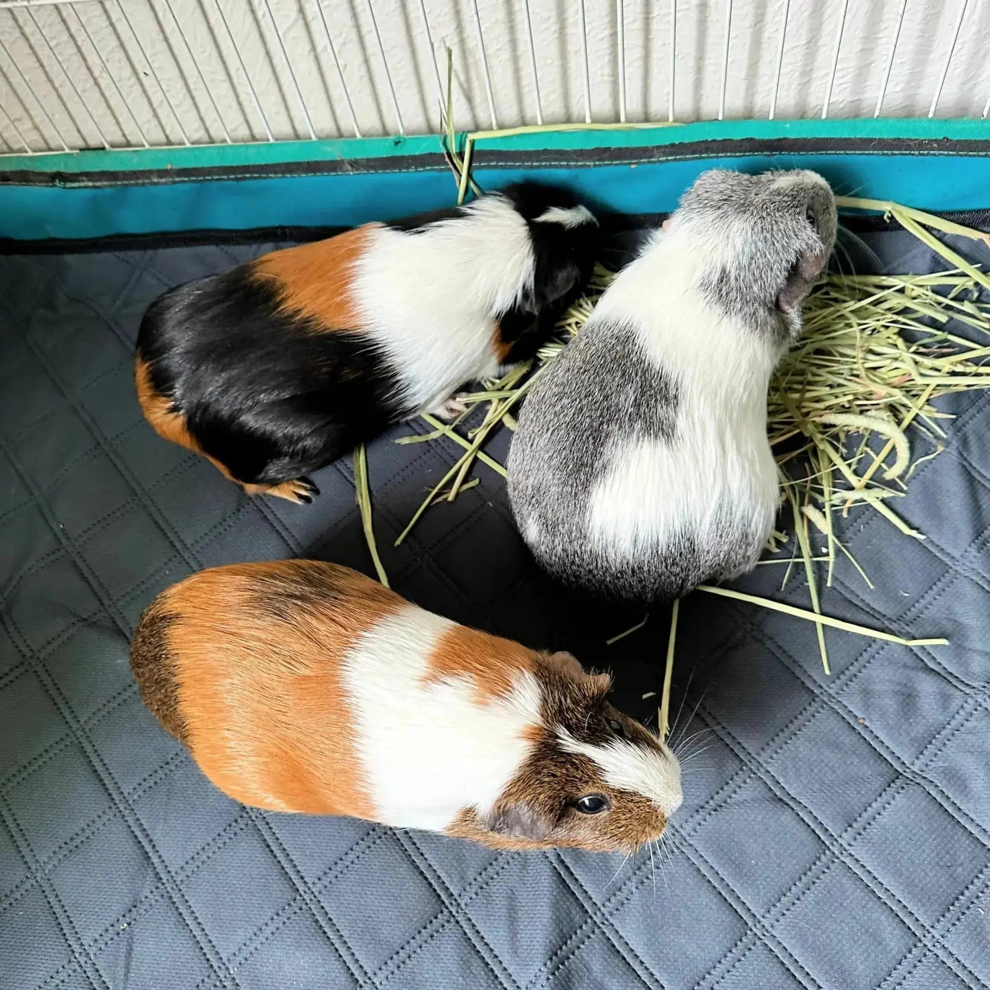 Rabbit & Guinea Pig Cage Liners for MidWest & C&C 2x4 Cages - Washable & Absorbent- Gray