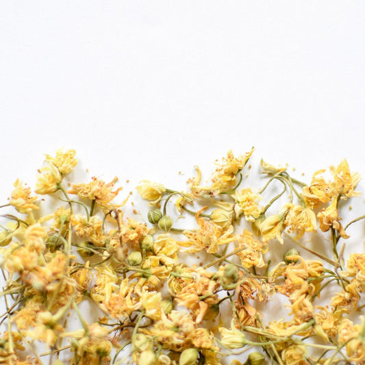 Tilleul, fleur